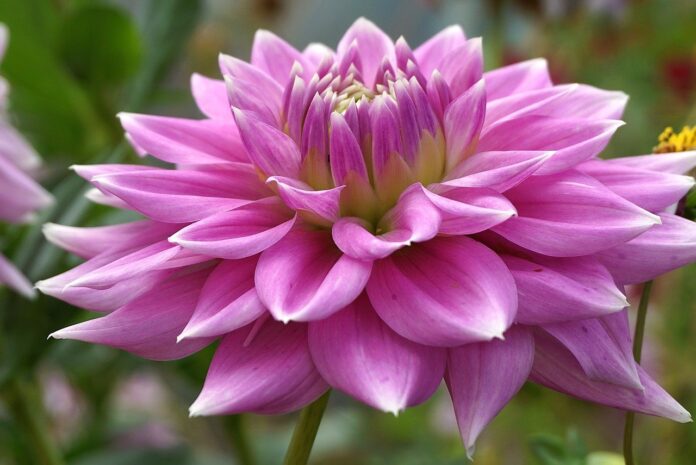 dahlia, flower, plants, asteraceae, cereal, colorful, vibrant, garden, flora, nature, perennial, wallpaper, variegated, hd wallpaper, dhalia, multi-colored, summer, closeup, decorative, close up-9818808.jpg