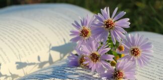 敬虔時刻/01-12-2025/今日經文:約書亞11:1~15 flowers, flower background, asters, flower wallpaper, nature, beautiful flowers, book-9115519.jpg