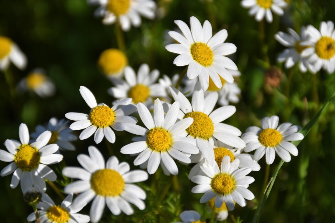 margaritas, flower, plant, petals, flower wallpaper, bloom, flower background, blossom, beautiful flowers, nature-9223058.jpg