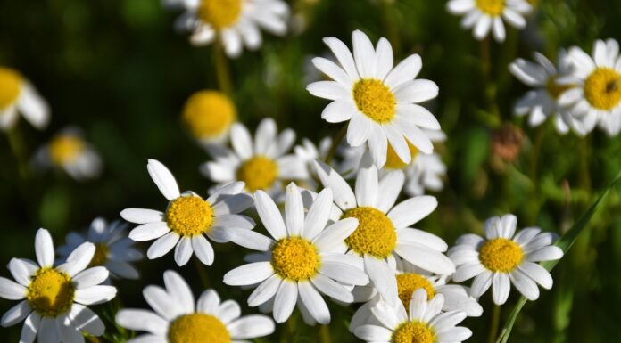 margaritas, flower, plant, petals, flower wallpaper, bloom, flower background, blossom, beautiful flowers, nature-9223058.jpg