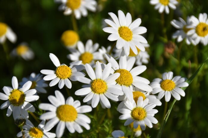 margaritas, flower, plant, petals, flower wallpaper, bloom, flower background, blossom, beautiful flowers, nature-9223058.jpg