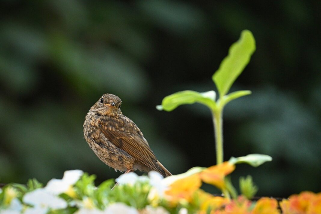 robin, bird, nature, wildlife, songbird, animal, plumage-9843991.jpg