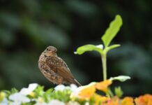 robin, bird, nature, wildlife, songbird, animal, plumage-9843991.jpg
