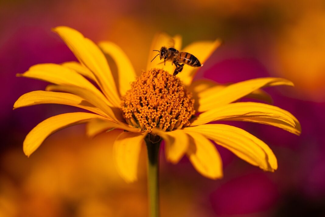 sun has, flower, flower wallpaper, echinacea, flower background, nature, daisy, coneflowers, beautiful flowers, yellow, orange, bee, insect, flying, center, leaves-7391959.jpg