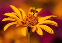 sun has, flower, flower wallpaper, echinacea, flower background, nature, daisy, coneflowers, beautiful flowers, yellow, orange, bee, insect, flying, center, leaves-7391959.jpg