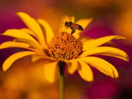 sun has, flower, flower wallpaper, echinacea, flower background, nature, daisy, coneflowers, beautiful flowers, yellow, orange, bee, insect, flying, center, leaves-7391959.jpg