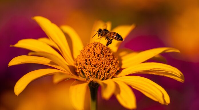 sun has, flower, flower wallpaper, echinacea, flower background, nature, daisy, coneflowers, beautiful flowers, yellow, orange, bee, insect, flying, center, leaves-7391959.jpg