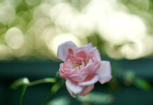 在孤独中学会与神同在的美好