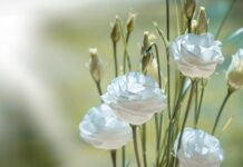 lisianthus, flower, blossom, bloom, white, flower background, white flower, white flowers, petals, cut flower, tiresome, lovely, nature, close up, beautiful flowers, tender, flower wallpaper, floristry-1402486.jpg