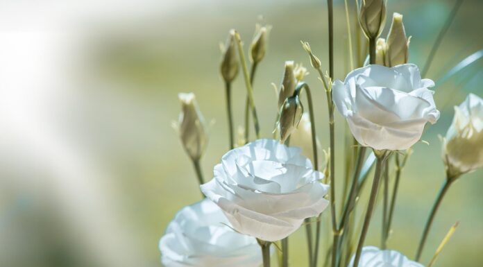 lisianthus, flower, blossom, bloom, white, flower background, white flower, white flowers, petals, cut flower, tiresome, lovely, nature, close up, beautiful flowers, tender, flower wallpaper, floristry-1402486.jpg