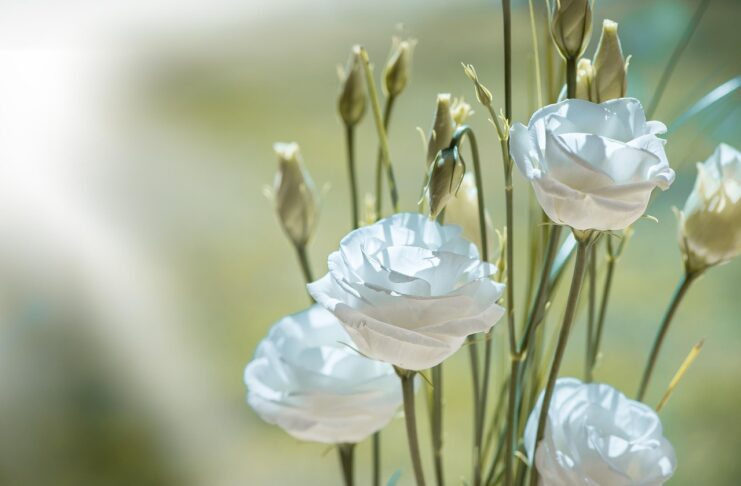 lisianthus, flower, blossom, bloom, white, flower background, white flower, white flowers, petals, cut flower, tiresome, lovely, nature, close up, beautiful flowers, tender, flower wallpaper, floristry-1402486.jpg