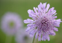 敬虔時刻/21-12-2025/今日經文:約書亞22:1~9 widow flower, nature, flower, flower wallpaper, beautiful flowers, purple, flower background, spring-5181497.jpg