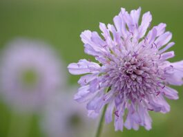 敬虔時刻/01-04-2026/今日經文:馬太27:1~26 widow flower, nature, flower, flower wallpaper, beautiful flowers, purple, flower background, spring-5181497.jpg