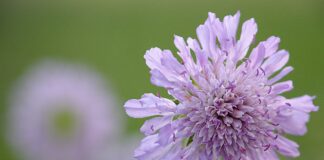 敬虔時刻/01-04-2026/今日經文:馬太27:1~26 widow flower, nature, flower, flower wallpaper, beautiful flowers, purple, flower background, spring-5181497.jpg