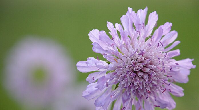 敬虔時刻/21-12-2025/今日經文:約書亞22:1~9 widow flower, nature, flower, flower wallpaper, beautiful flowers, purple, flower background, spring-5181497.jpg