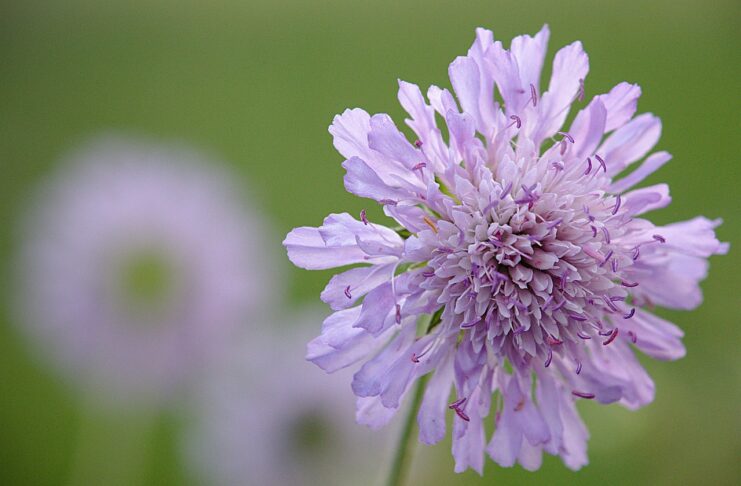 widow flower, nature, flower, flower wallpaper, beautiful flowers, purple, flower background, spring-5181497.jpg