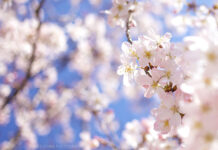 《白白的恩典,我想這樣守住》