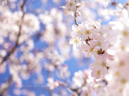 《白白的恩典,我想這樣守住》