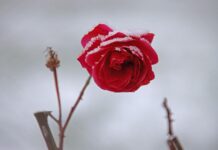 敬虔時刻/26-01-2026/今日經文:馬太6:25~34 rose, flower, beautiful flowers, blossom, flower wallpaper, bloom, winter, flower background, rose flower, snow, nature, frost-7669467.jpg