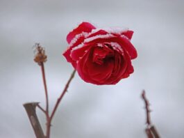 rose, flower, beautiful flowers, blossom, flower wallpaper, bloom, winter, flower background, rose flower, snow, nature, frost-7669467.jpg