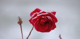 敬虔時刻/26-01-2026/今日經文:馬太6:25~34 rose, flower, beautiful flowers, blossom, flower wallpaper, bloom, winter, flower background, rose flower, snow, nature, frost-7669467.jpg