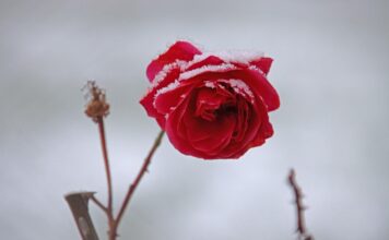 rose, flower, beautiful flowers, blossom, flower wallpaper, bloom, winter, flower background, rose flower, snow, nature, frost-7669467.jpg