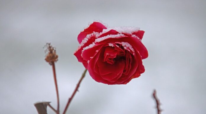 敬虔時刻/25-05-2026/今日經文:林前8:1~13 rose, flower, beautiful flowers, blossom, flower wallpaper, bloom, winter, flower background, rose flower, snow, nature, frost-7669467.jpg