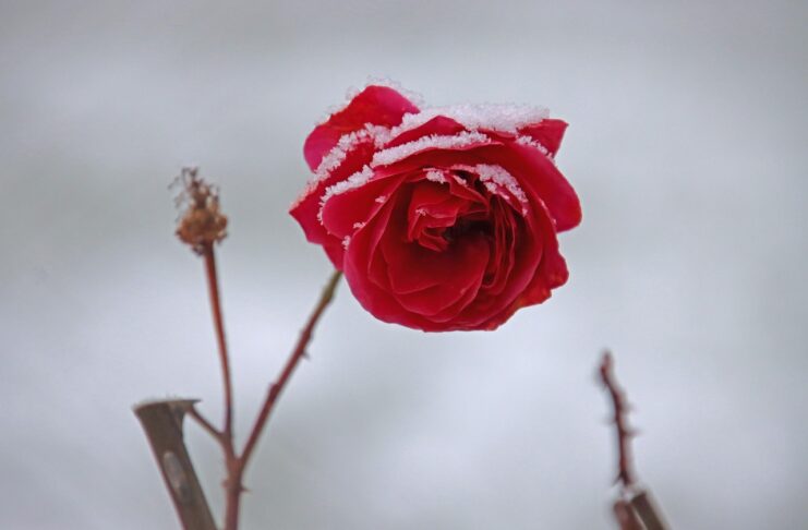 rose, flower, beautiful flowers, blossom, flower wallpaper, bloom, winter, flower background, rose flower, snow, nature, frost-7669467.jpg