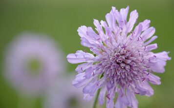 widow flower, flower wallpaper, flower, purple, nature, flower background, beautiful flowers, spring-5181497.jpg