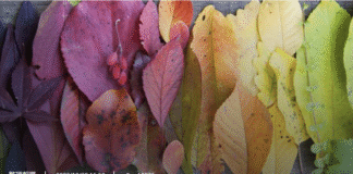 春節-心靈更新的季節