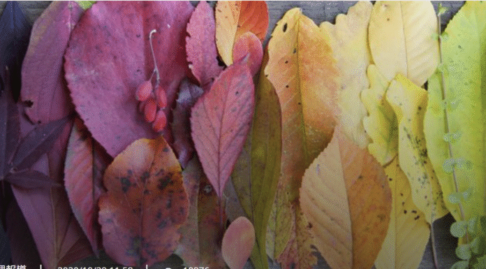 春節-心靈更新的季節