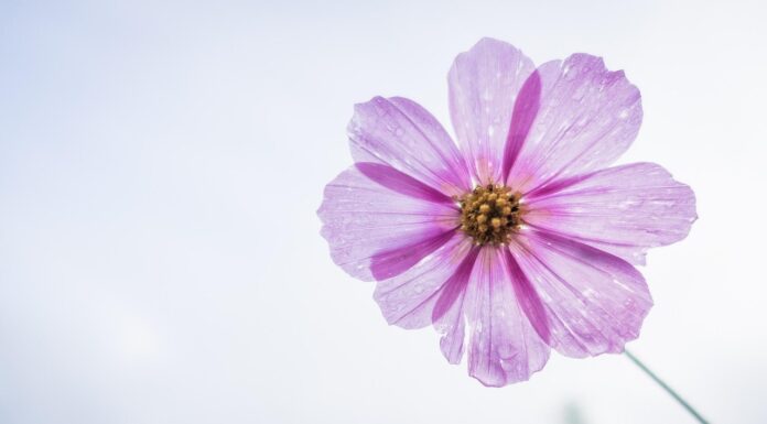 cosmos flower, purple, flower, flower background, petals, bloom, blossom, flora, beautiful flowers, nature, flower wallpaper, plant, single flower, flowering plant, close up-1712177.jpg