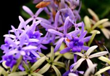 敬虔時刻/06-02-2026/今日經文:馬太10:34~42 flower, flower background, flora, beautiful flowers, nature, plants, leafs, outdoors, flower wallpaper, purple-8384360.jpg