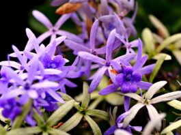 flower, flower background, flora, beautiful flowers, nature, plants, leafs, outdoors, flower wallpaper, purple-8384360.jpg