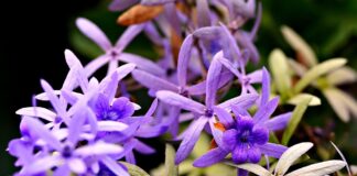 敬虔時刻/27-02-2026/今日經文:馬太18:10~20 flower, flower background, flora, beautiful flowers, nature, plants, leafs, outdoors, flower wallpaper, purple-8384360.jpg