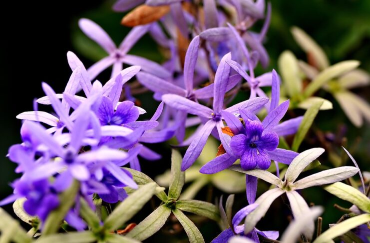 flower, flower background, flora, beautiful flowers, nature, plants, leafs, outdoors, flower wallpaper, purple-8384360.jpg