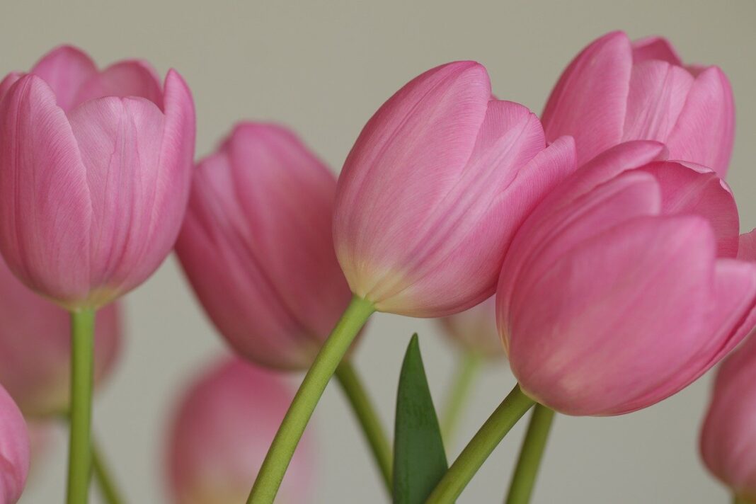 flowers, tulips, vegetable, petals, nature, flora, netherlands, bulb flowers, spring bloomer, spring, pink flowers, pink tulips, background, desktop background, hd wallpaper, work of art, wallpaper-10101432.jpg