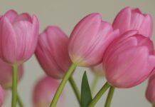 敬虔時刻/28-02-2026/今日經文:馬太18:21~35 flowers, tulips, vegetable, petals, nature, flora, netherlands, bulb flowers, spring bloomer, spring, pink flowers, pink tulips, background, desktop background, hd wallpaper, work of art, wallpaper-10101432.jpg