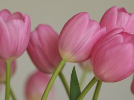 flowers, tulips, vegetable, petals, nature, flora, netherlands, bulb flowers, spring bloomer, spring, pink flowers, pink tulips, background, desktop background, hd wallpaper, work of art, wallpaper-10101432.jpg