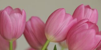 敬虔時刻/28-02-2026/今日經文:馬太18:21~35 flowers, tulips, vegetable, petals, nature, flora, netherlands, bulb flowers, spring bloomer, spring, pink flowers, pink tulips, background, desktop background, hd wallpaper, work of art, wallpaper-10101432.jpg