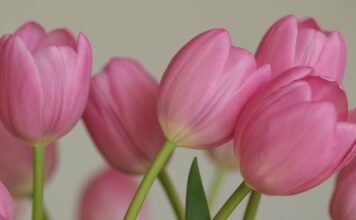 flowers, tulips, vegetable, petals, nature, flora, netherlands, bulb flowers, spring bloomer, spring, pink flowers, pink tulips, background, desktop background, hd wallpaper, work of art, wallpaper-10101432.jpg