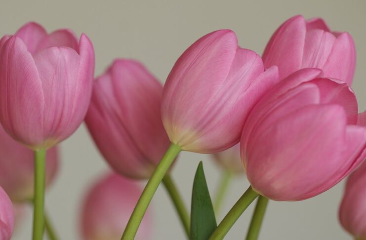 flowers, tulips, vegetable, petals, nature, flora, netherlands, bulb flowers, spring bloomer, spring, pink flowers, pink tulips, background, desktop background, hd wallpaper, work of art, wallpaper-10101432.jpg