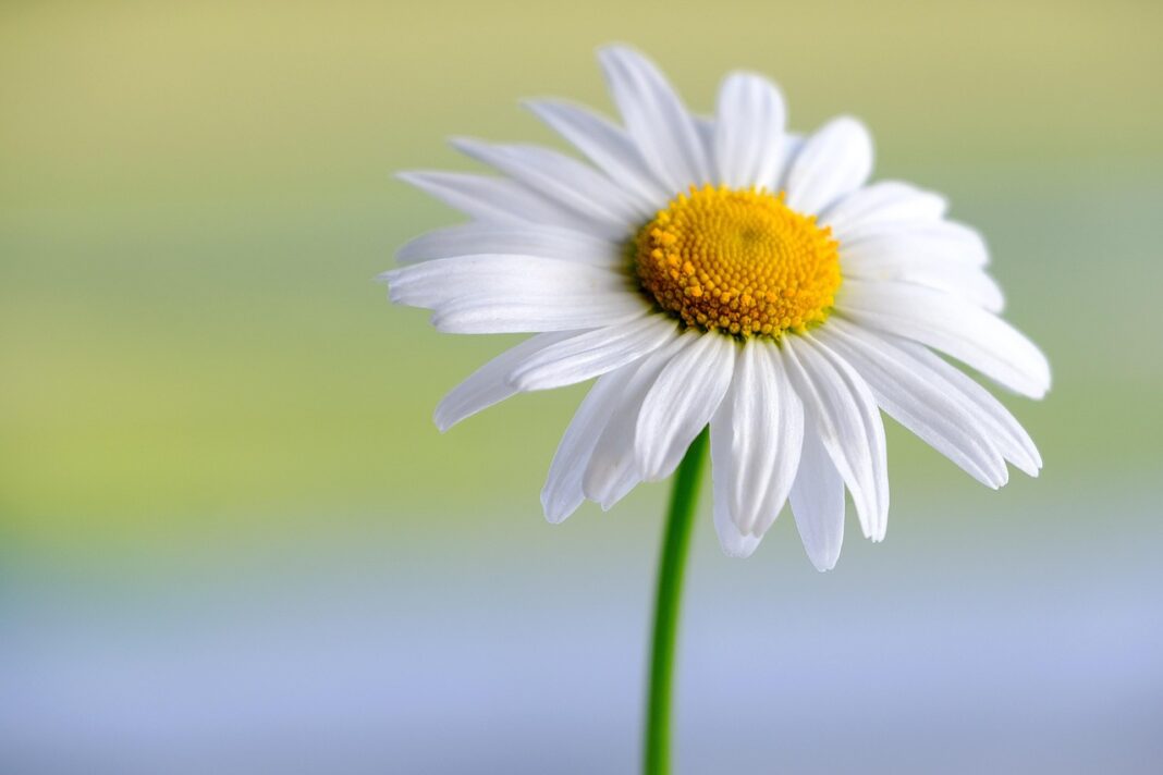 marguerite, white, flower, beautiful flowers, hd wallpaper, daisy, flower background, plant, petals, white flower, blossom, bloom, flora, spring, garden, nature, close up, flower wallpaper-5959944.jpg