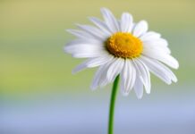 marguerite, white, flower, beautiful flowers, hd wallpaper, daisy, flower background, plant, petals, white flower, blossom, bloom, flora, spring, garden, nature, close up, flower wallpaper-5959944.jpg