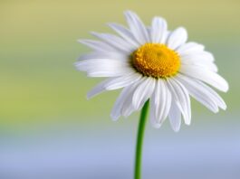 marguerite, white, flower, beautiful flowers, hd wallpaper, daisy, flower background, plant, petals, white flower, blossom, bloom, flora, spring, garden, nature, close up, flower wallpaper-5959944.jpg