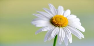 敬虔時刻/10-02-2026/今日經文:馬太12:22~37 marguerite, white, flower, beautiful flowers, hd wallpaper, daisy, flower background, plant, petals, white flower, blossom, bloom, flora, spring, garden, nature, close up, flower wallpaper-5959944.jpg