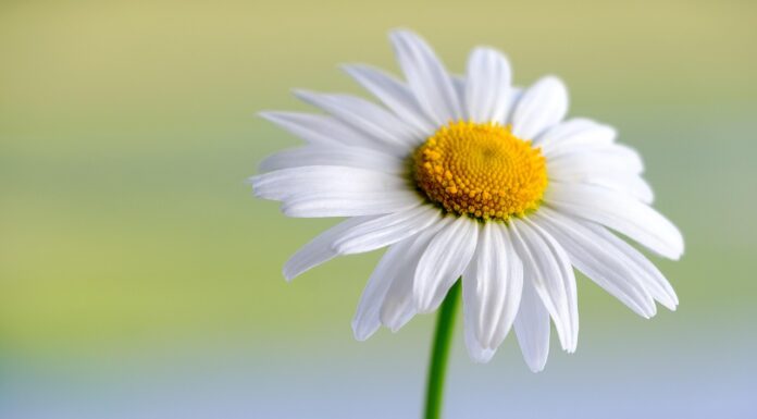 敬虔時刻/10-02-2026/今日經文:馬太12:22~37 marguerite, white, flower, beautiful flowers, hd wallpaper, daisy, flower background, plant, petals, white flower, blossom, bloom, flora, spring, garden, nature, close up, flower wallpaper-5959944.jpg
