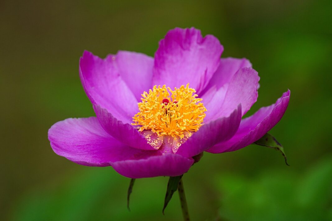 peony, flower, beautiful, wildflower, wild flower, republic of korea, flower wallpaper, flower background, nature, beautiful flowers, plant, macro, affix-8166078.jpg