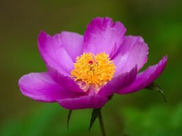 peony, flower, beautiful, wildflower, wild flower, republic of korea, flower wallpaper, flower background, nature, beautiful flowers, plant, macro, affix-8166078.jpg