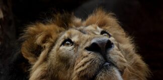 华传电子周报921 lion, animal, mane, mammal, predator, wildlife, safari, zoo, wildlife photography, wilderness, close up, nature, lion, lion, lion, lion, lion-3289124.jpg